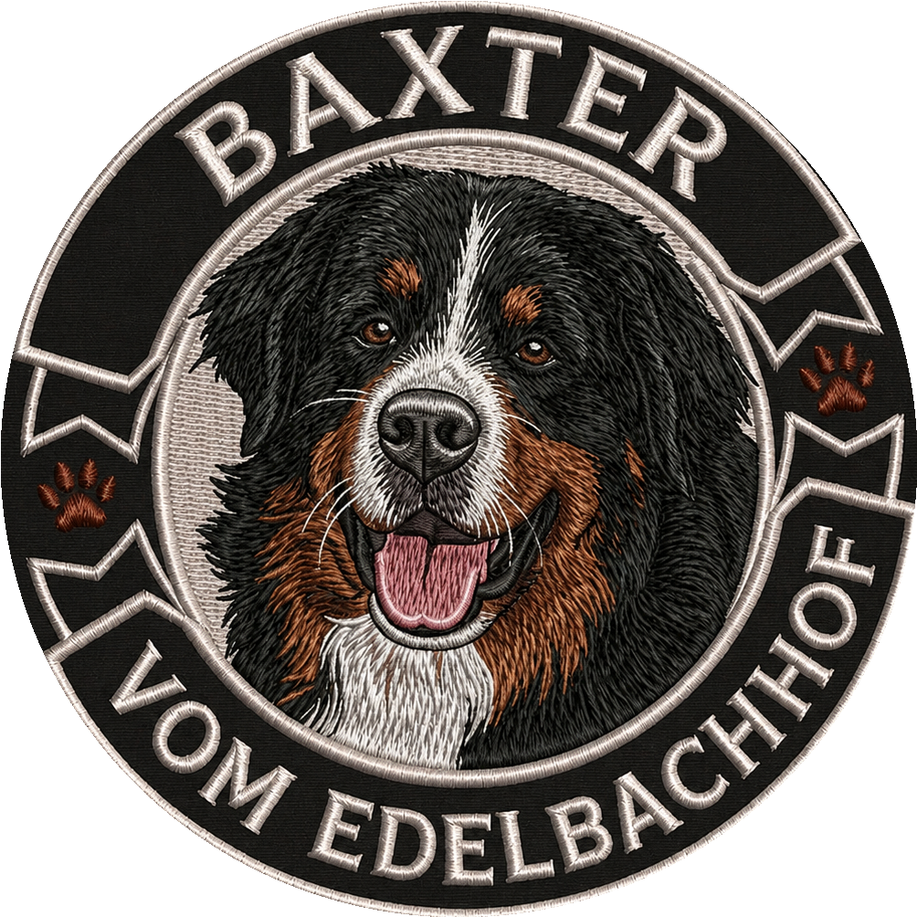 Mein Berner Sennenhund Baxter